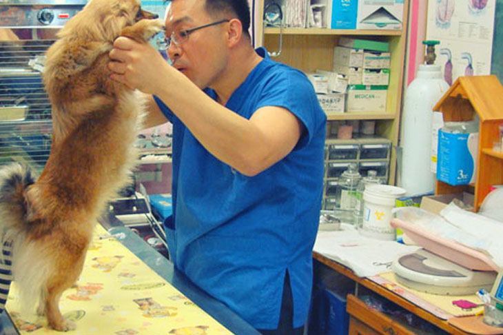 Krankheiten beim Hund - Tierarzt