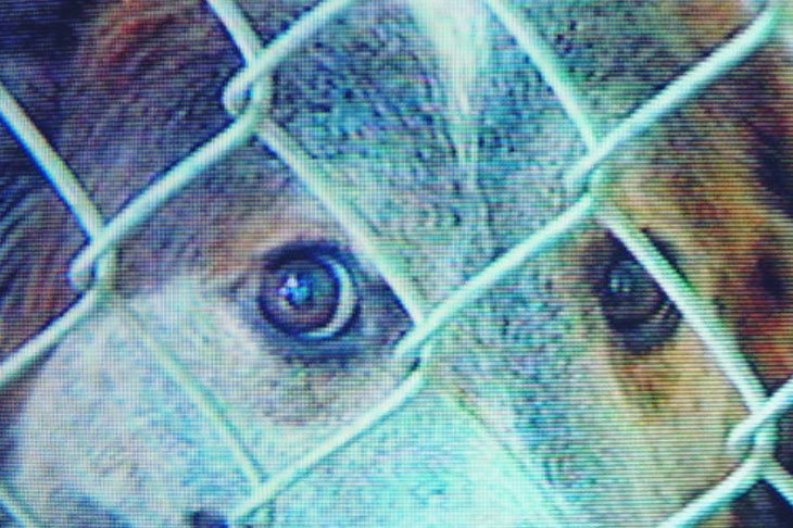 Hund aus dem Tierheim - In Not