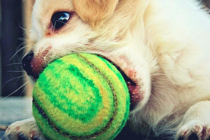 Hund verschluckt Spielzeug - was tun?