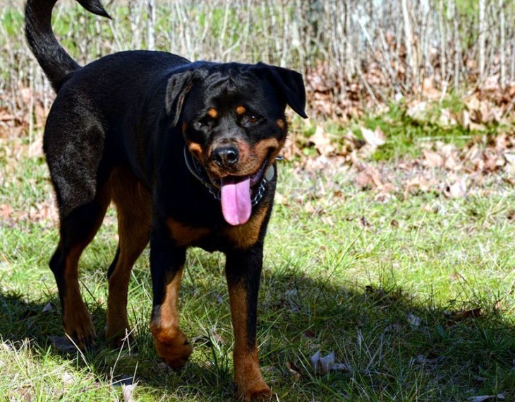 Der Rottweiler - Alles was es über Rottweiler zu wissen gibt!