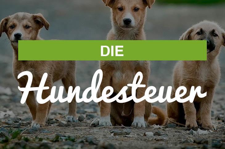 Wie Teuer Ist Eine Hundesteuer Hundesteuer Rottweiler - Allgemeine Infos zur Hundesteuer